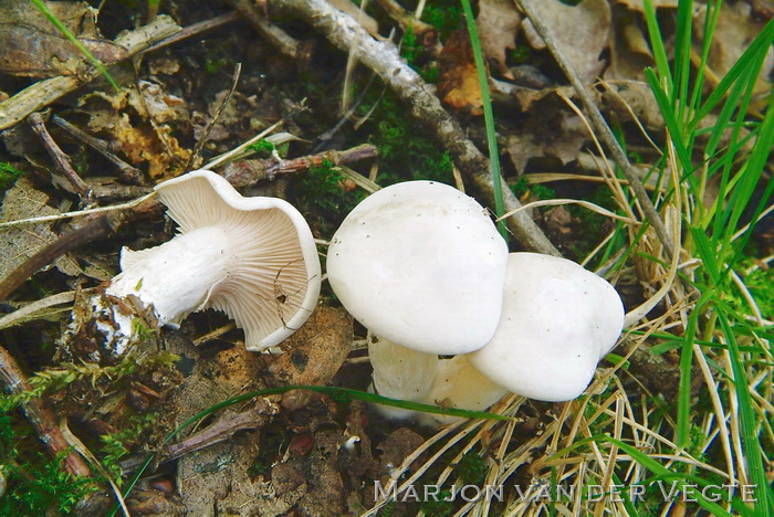 Grote molenaar - Clitopilus prunulus