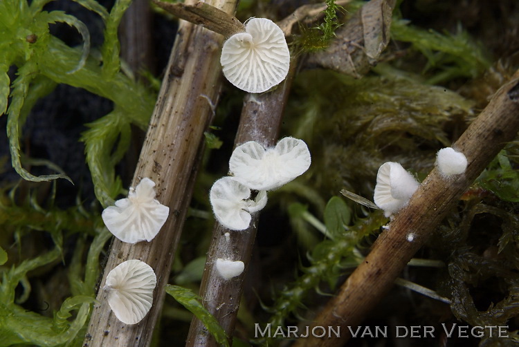 Kleine molenaar - Clitopilus scyphoides 