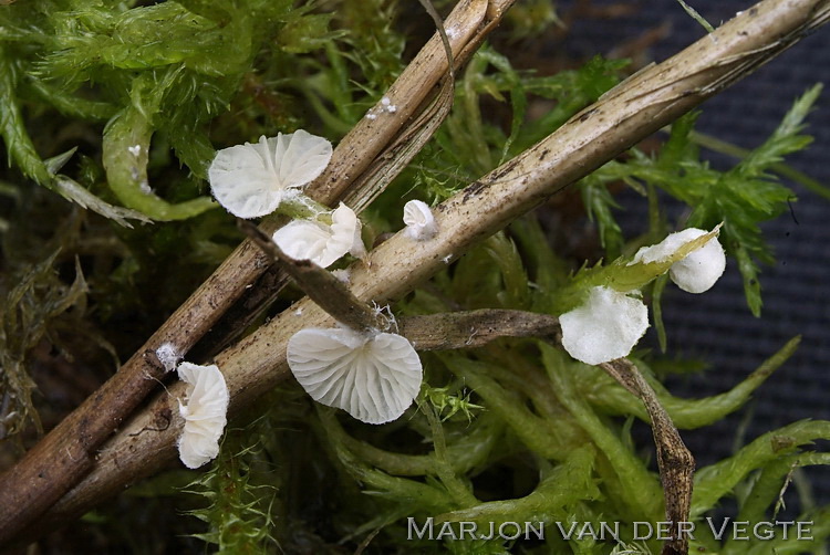 Kleine molenaar - Clitopilus scyphoides 