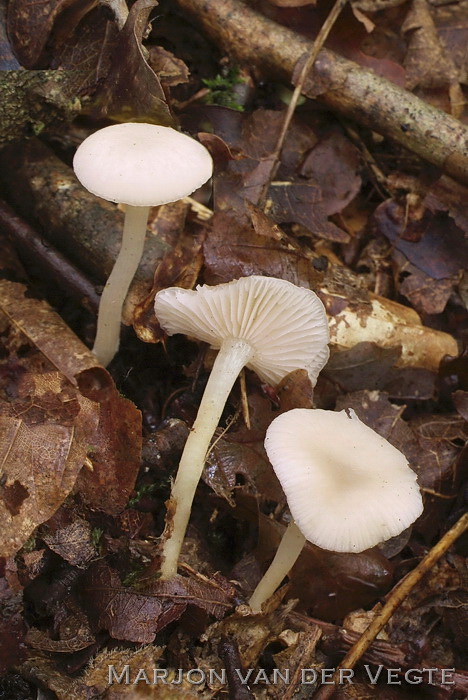 Adonistrechterzwam - Clitocybe houghtonii