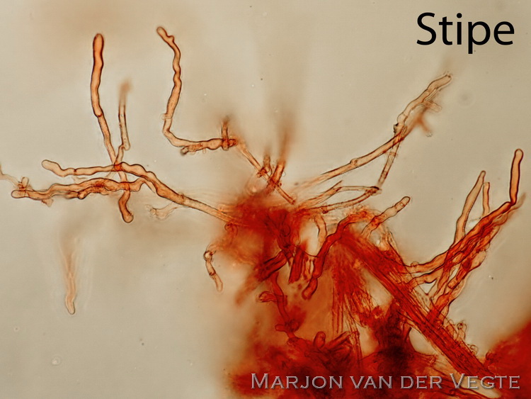 Collybiopsis villosipes - Collybiopsis villosipes