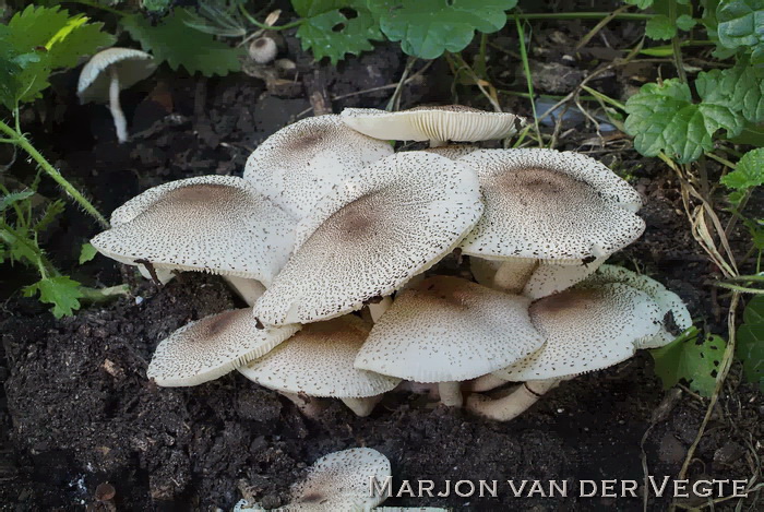 Compost champignonparasol - Leucoagaricus meleagris