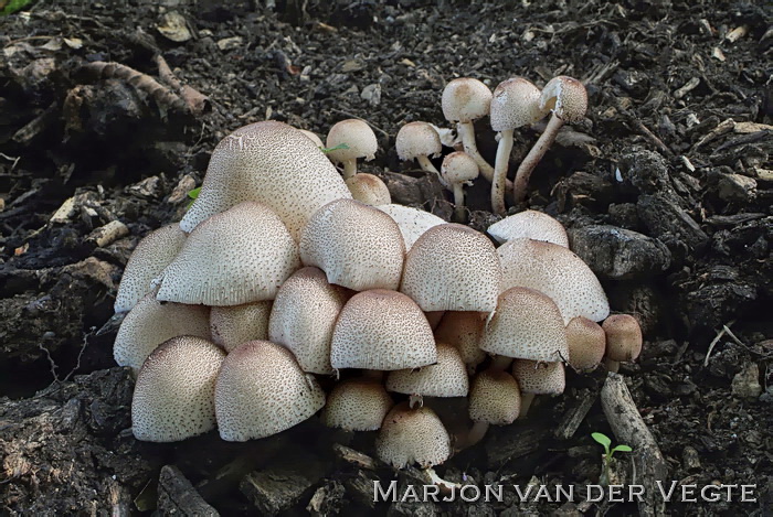 Compost champignonparasol - Leucoagaricus meleagris