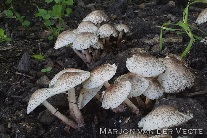 Compost champignonparasol - Leucoagaricus meleagris