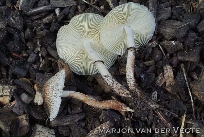 Compost champignonparasol - Leucoagaricus meleagris