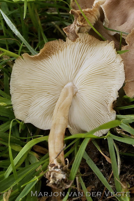 Compostcollybia - Gymnopus luxurians