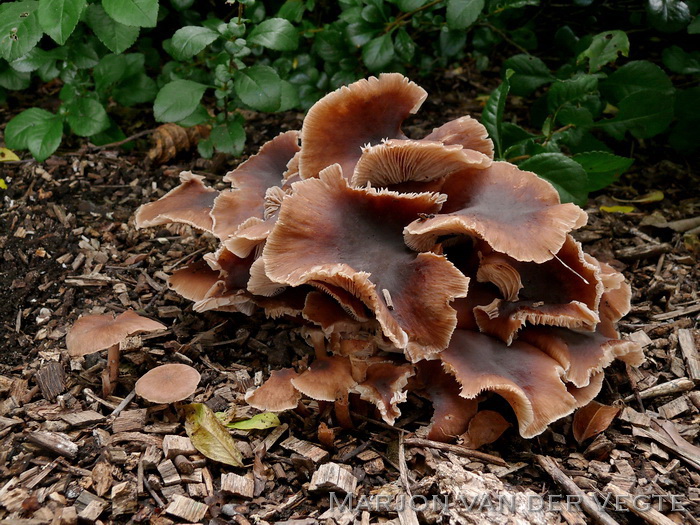 Compostcollybia - Gymnopus luxurians