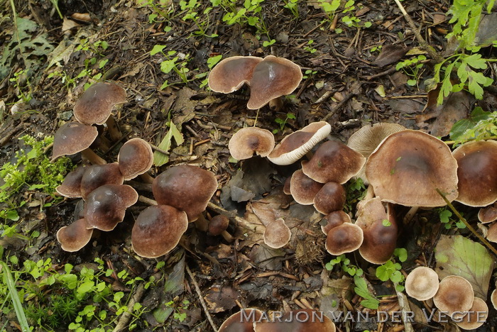 Compostcollybia - Collybia luxurians