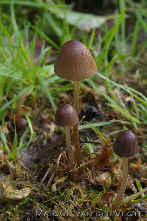 Brandplekbreeksteeltje - Conocybe anthracophila