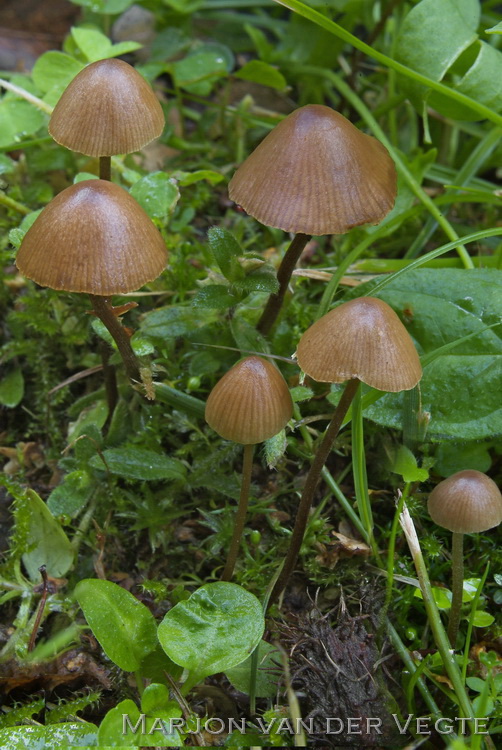 Brandplekbreeksteeltje - Conocybe anthracophila