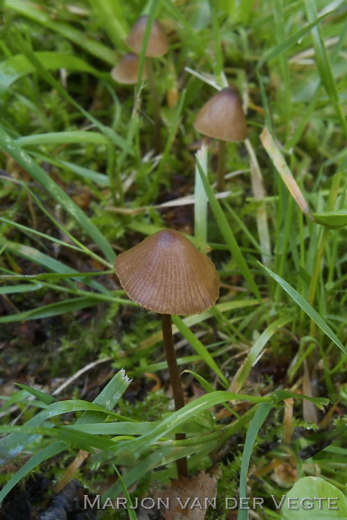 Brandplekbreeksteeltje - Conocybe anthracophila