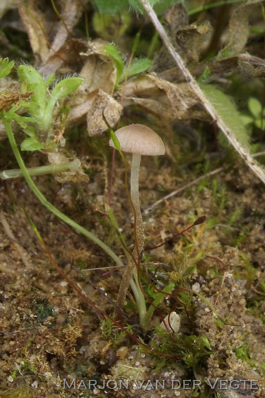 Dwergbreeksteeltje - Conocybe dumetorum