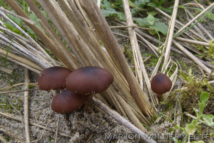 Oranjebruin breeksteeltje - Conocybe enderlei var. enderlei