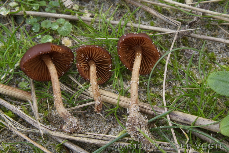 Oranjebruin breeksteeltje - Conocybe enderlei var. enderlei