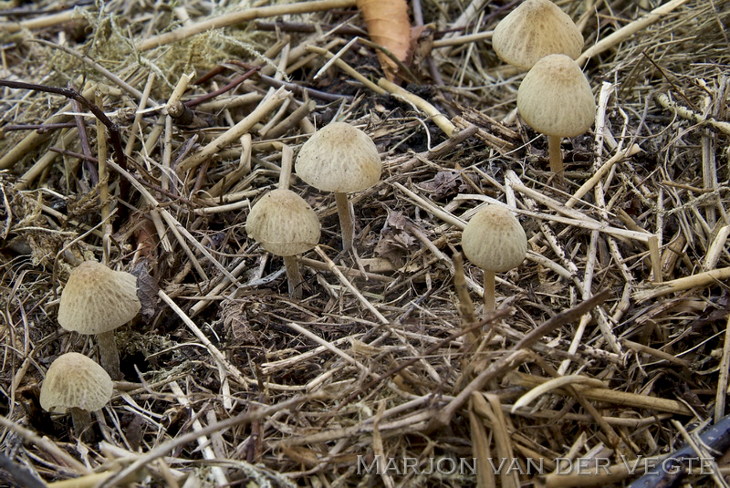 Compostbreeksteeltje - Conocybe fuscimarginata