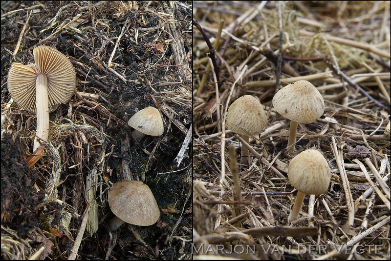 Compostbreeksteeltje - Conocybe fuscimarginata