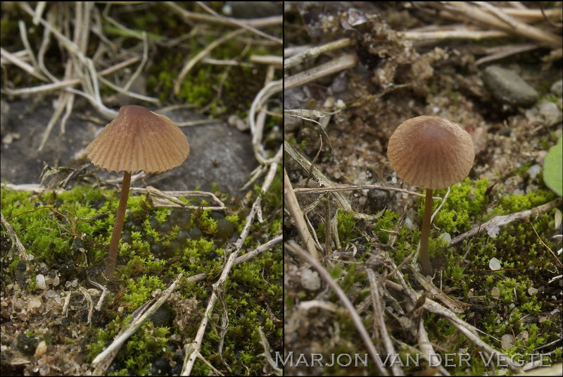 Spitsvoetbreeksteeltje - Conocybe microrrhiza var. teraspora