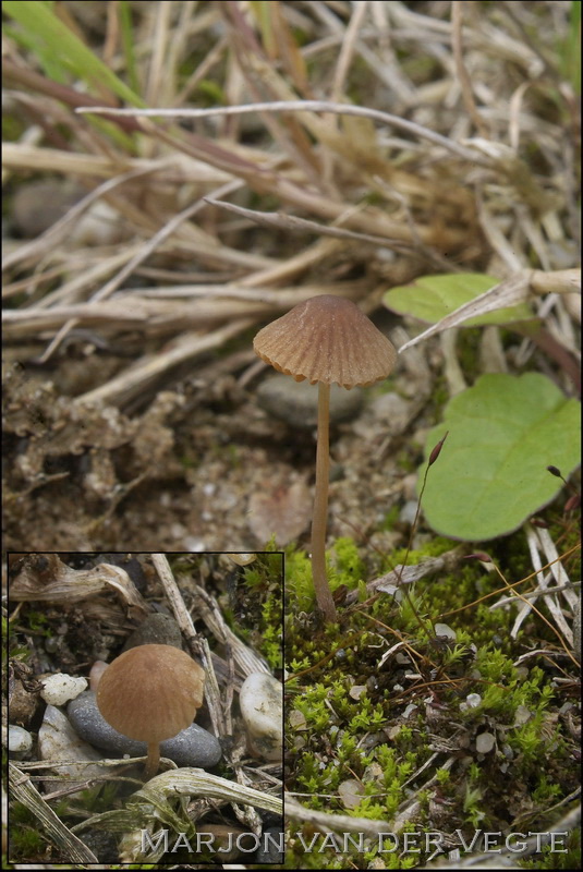 Spitsvoetbreeksteeltje - Conocybe microrrhiza var. teraspora