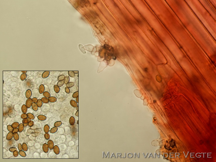 Spitsvoetbreeksteeltje - Conocybe microrrhiza var. teraspora