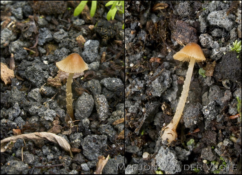 Breeksteeltje - Conocybe spec.