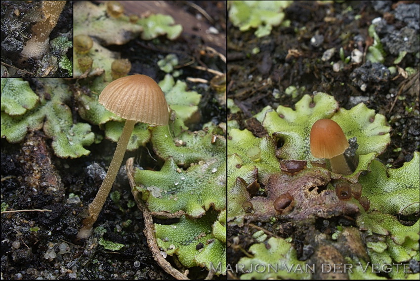 Breeksteeltje - Conocybe spec.