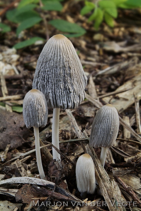 Donkere donsinktzwam - Coprinellus subimpatiens