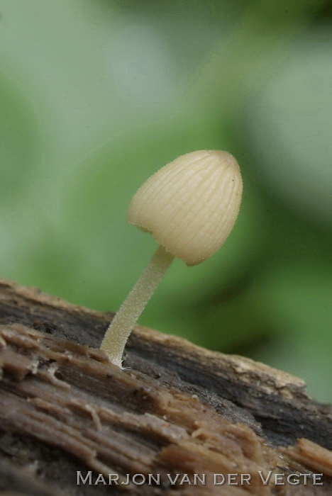 Houtdwergje - Coprinellus canistri