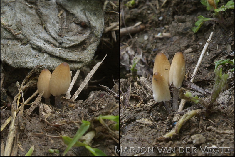 Gezellige donsinktzwam - Coprinellus congregatus