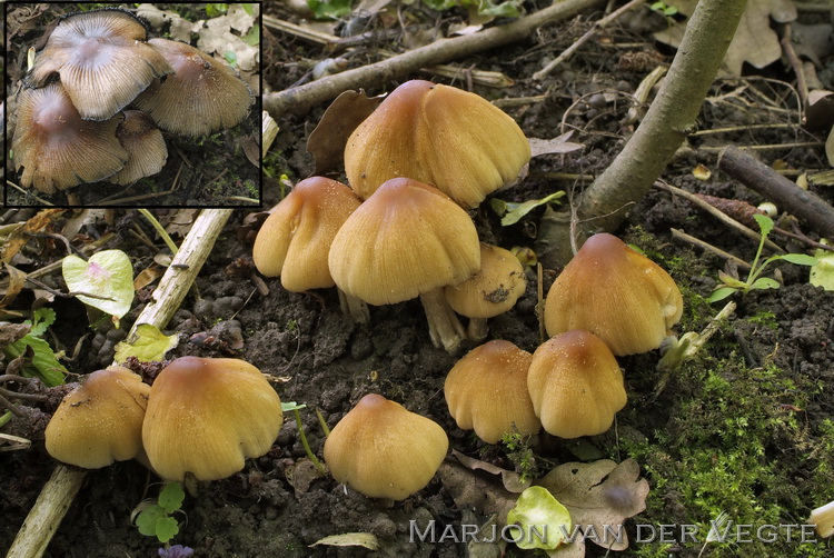 Parelglimmerinktzwam - Coprinellus saccharinus