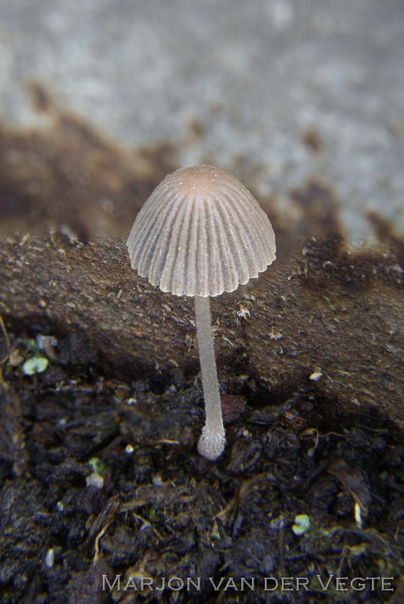 Slanke donsinktzwam - Coprinellus subdisseminatus