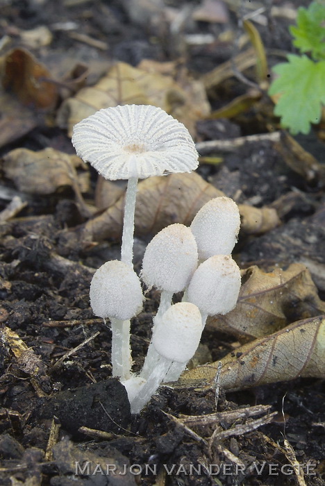 Sneeuwwitje - Coprinopsis bellula