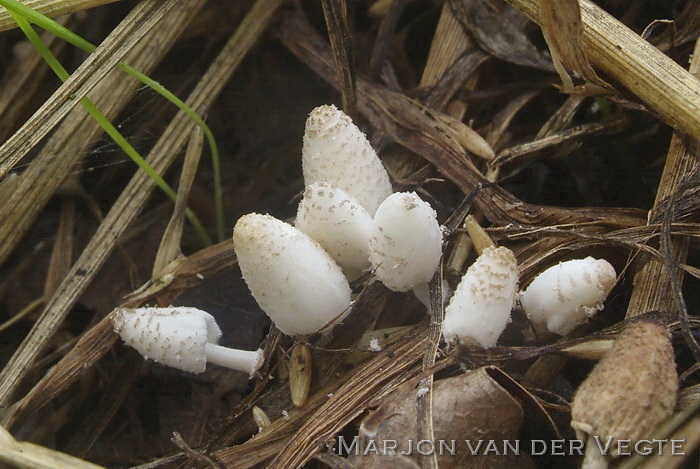 Bleke halminktzwam - Coprinopsis friesii