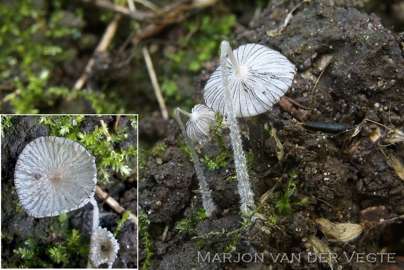 Slapjanus - Coprinopsis lagopus var. vacillans