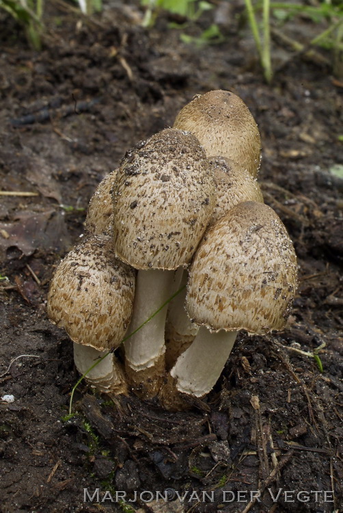 Bruine kale inktzwam - Coprinopsis romagnesiana