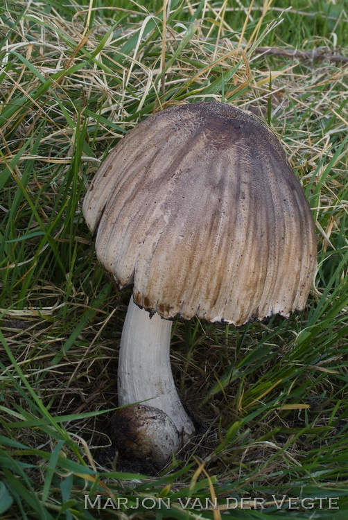 Bruine kale inktzwam - Coprinopsis romagnesiana