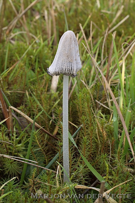 Aardgeurinktzwam - Coprinopsis semitalis