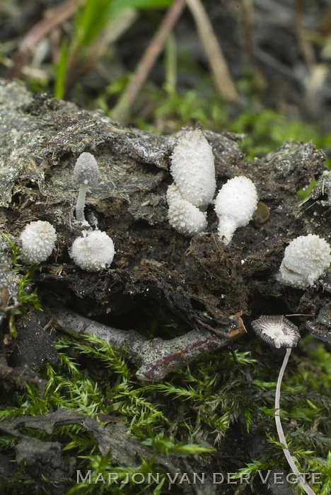 Driesporige inktzwam - Coprinopsis trispora