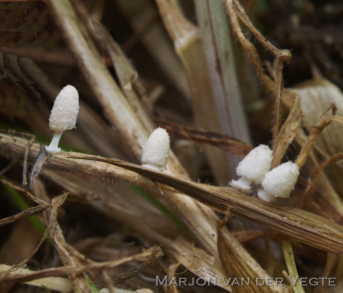 Witte halminktzwam - Coprinopsis urticicola