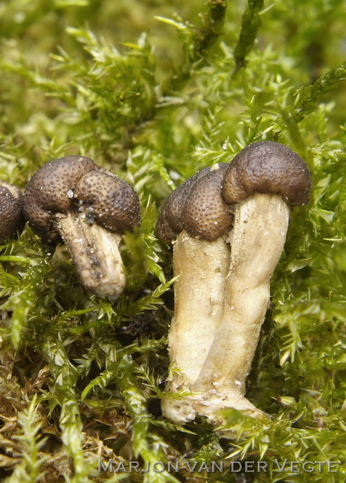 Ronde truffelknotszwam - Elaphocordyceps capitata