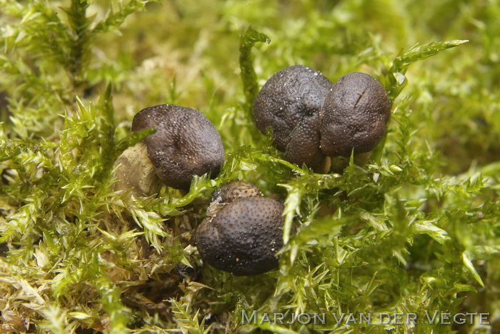 Ronde truffelknotszwam - Elaphocordyceps capitata