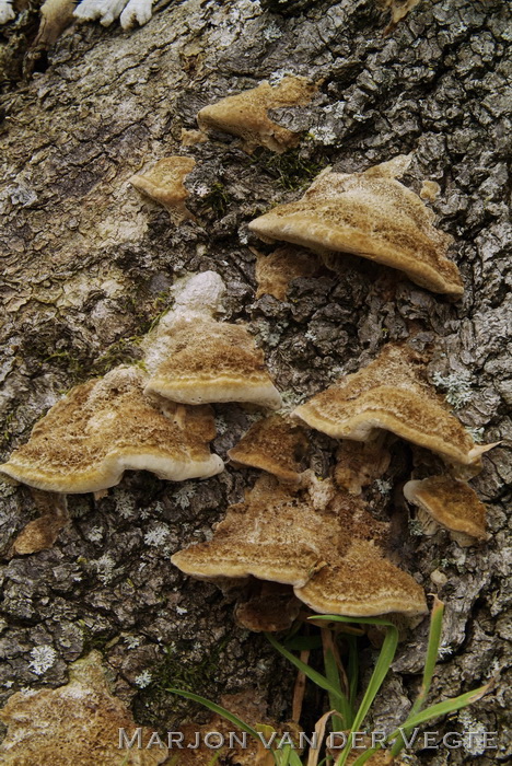 Bleke borstelkurkzwam - Coriolopsis trogii