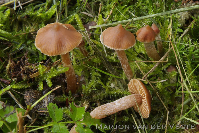 Spitse gordijnzwam - Cortinarius acutus