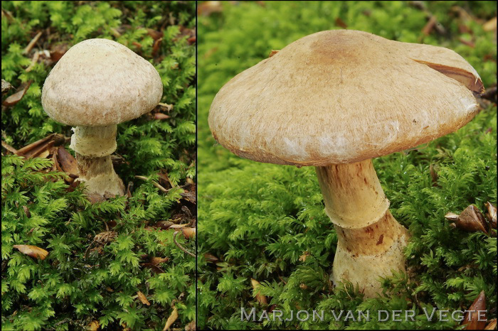 Kaneelkleurige knolgordijnzwam - Cortinarius laniger
