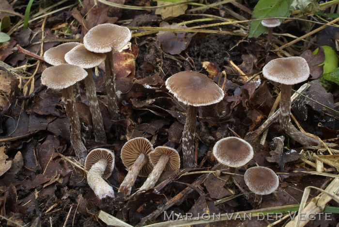 Siersteelgordijnzwam - Cortinarius decipiens