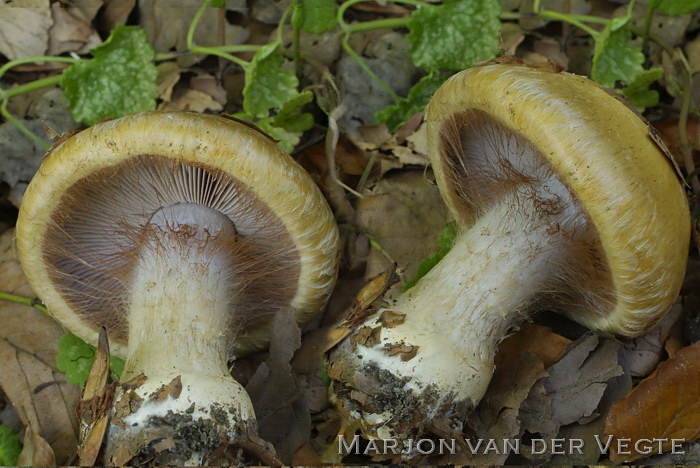 Geurende gordijnzwam - Cortinarius anserinus