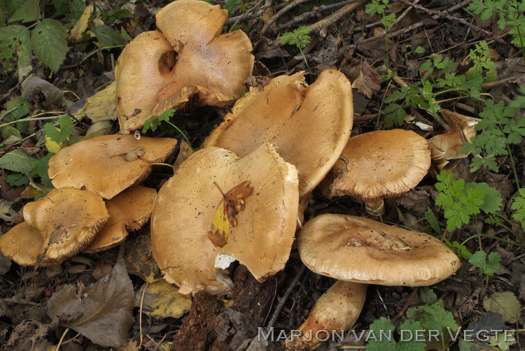 Bleke populiergordijnzwam - Cortinarius argutus