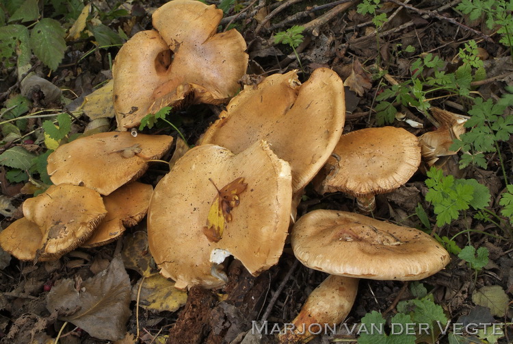 Cortinarius hedyaromaticus - Cortinarius hedyaromaticus