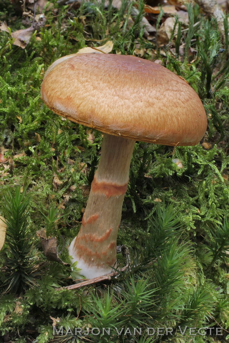 Armbandgordijnzwam - Cortinarius armillatus