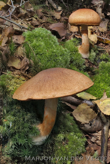 Armbandgordijnzwam - Cortinarius armillatus