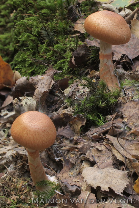 Armbandgordijnzwam - Cortinarius armillatus